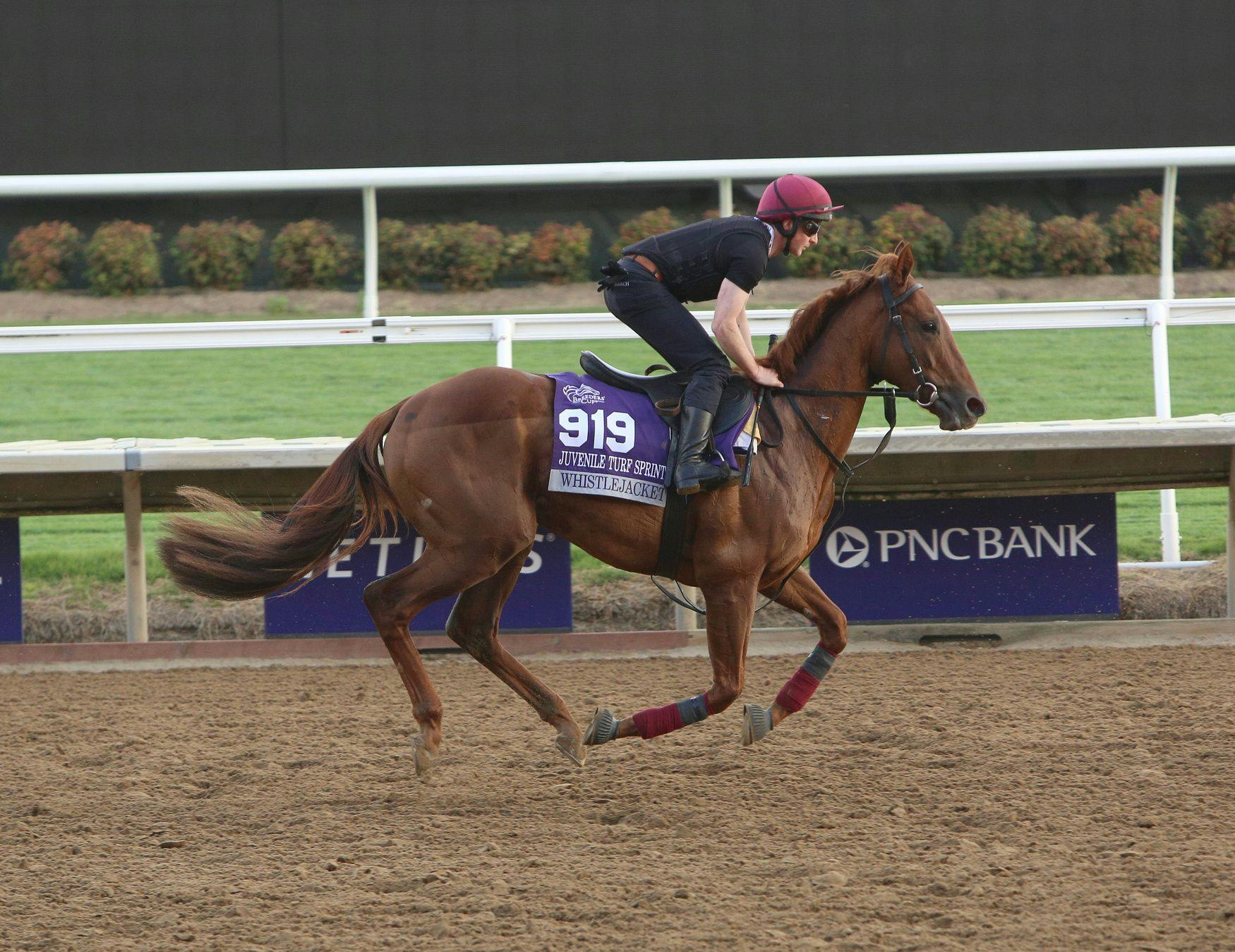 Whistlejacket Breeders' Cup 2024 (Photo by Horsephotos.com)