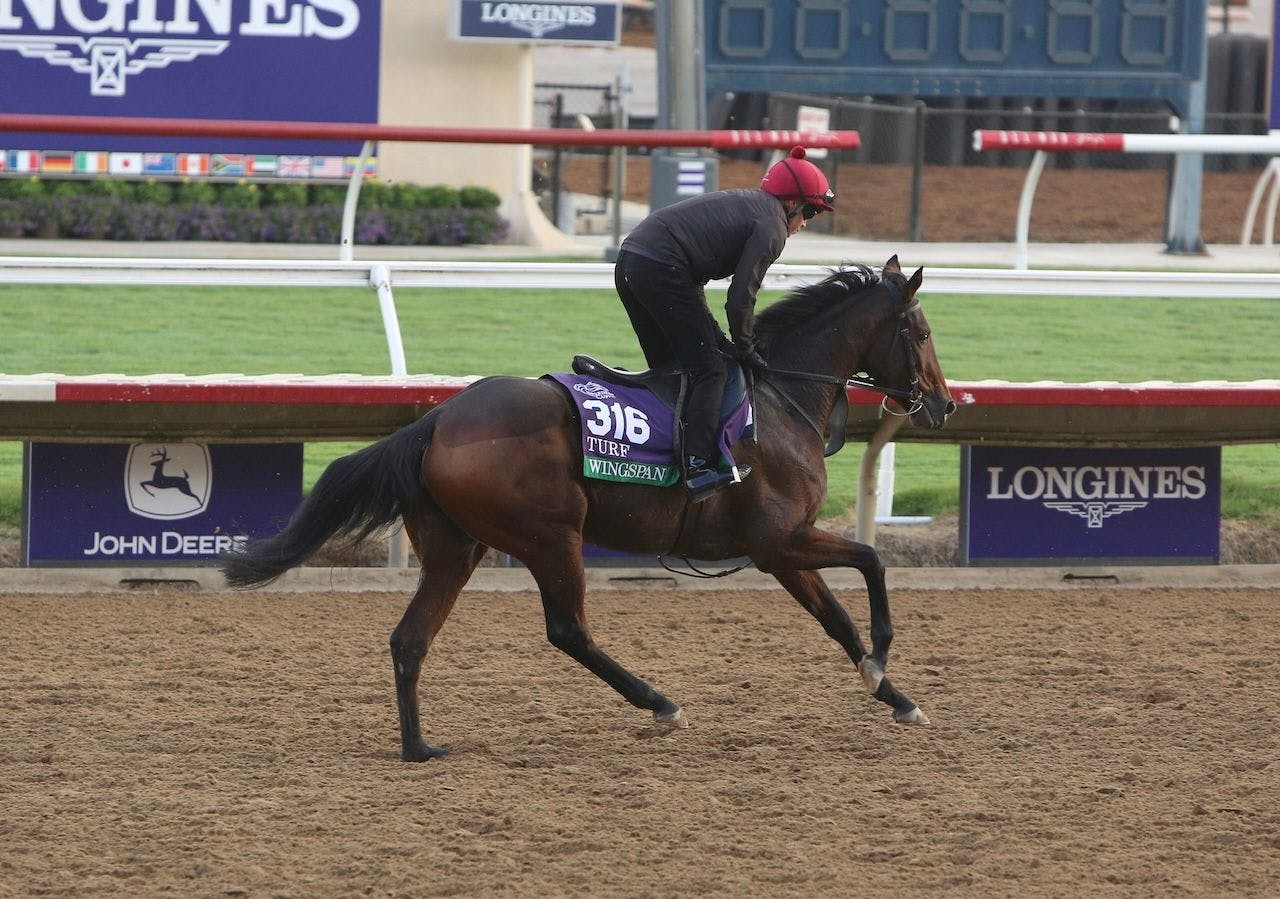 WIngspan works out prior to the Breeders' Cup.