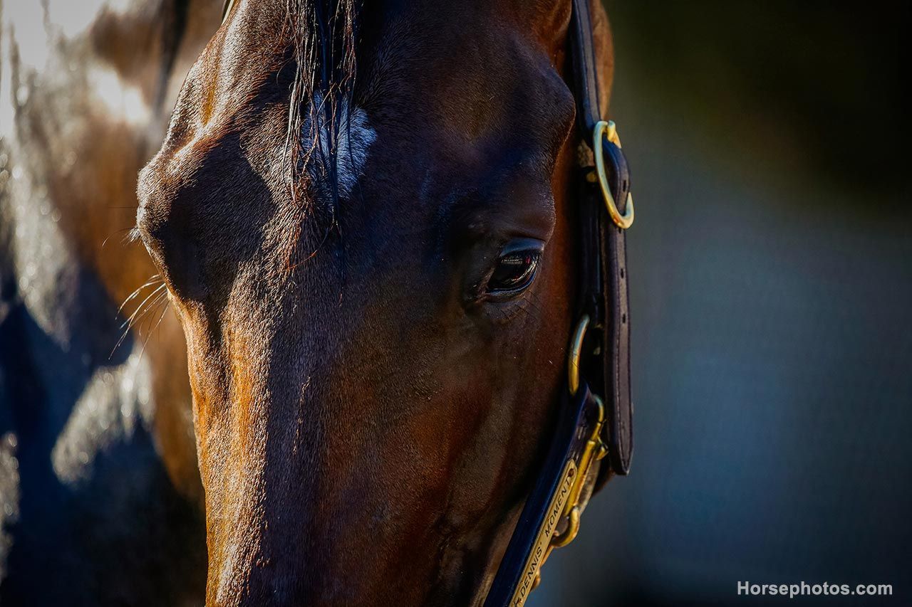 Dick Powell's Breeders' Cup Juvenile Tipsheet | TwinSpires