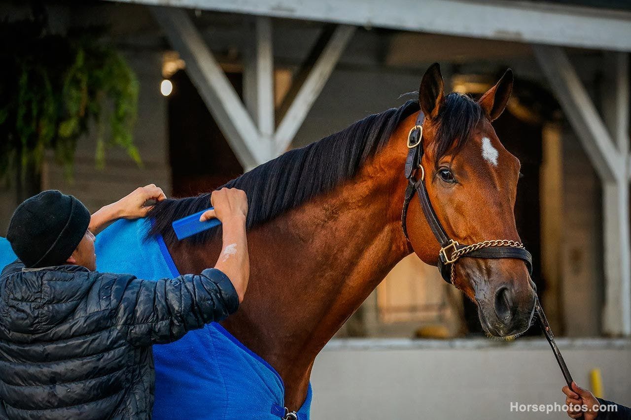 How to bet the Alysheba Stakes TwinSpires