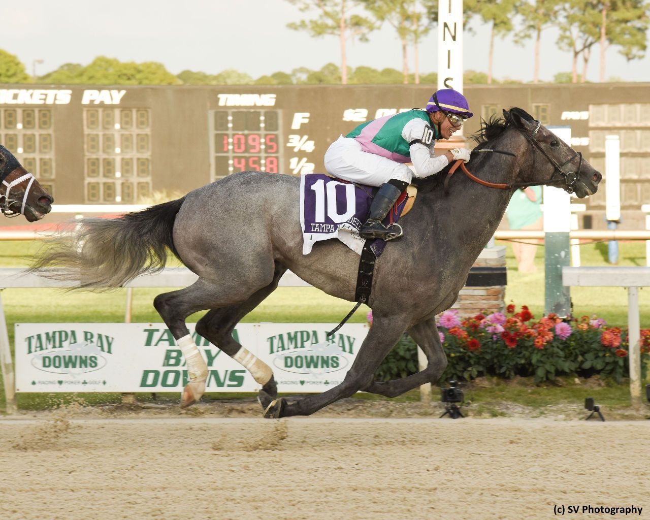 Kentucky Derby Pedigree Profile: Tacitus | TwinSpires