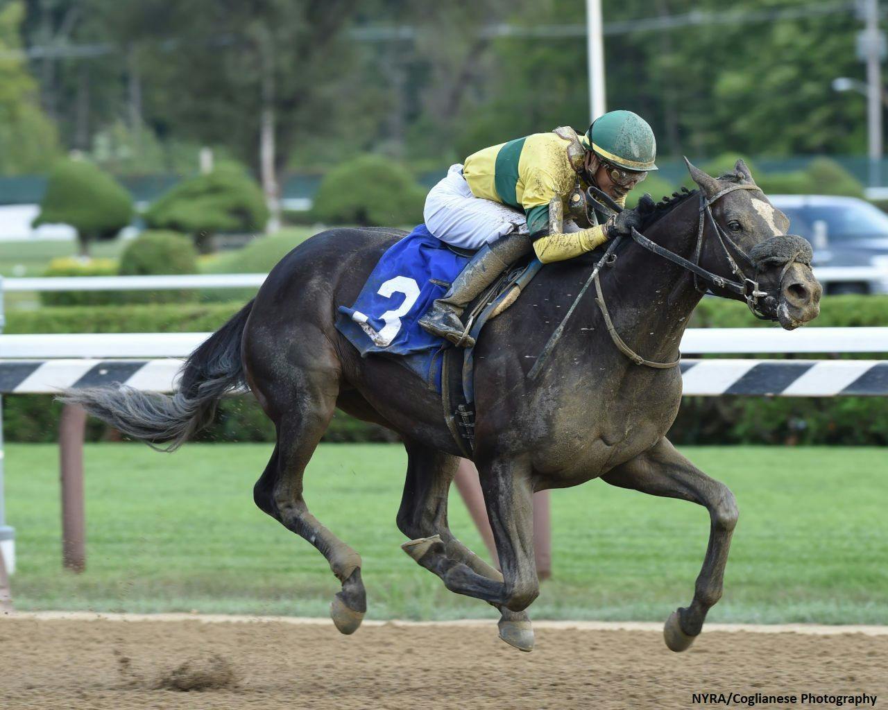 Dick Powell's 2019 Champagne Stakes Tipsheet | TwinSpires