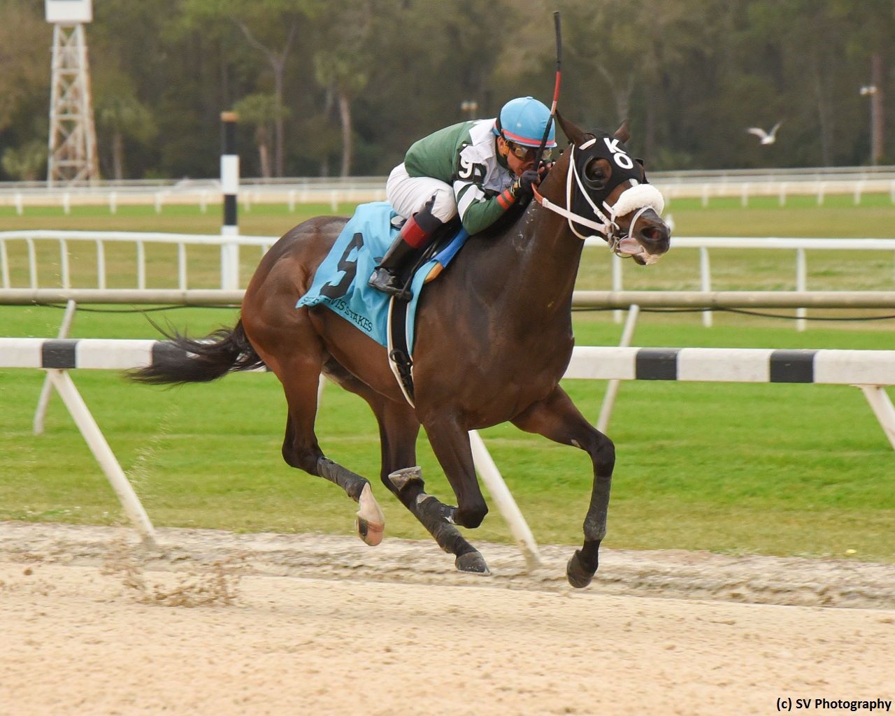 Kentucky Derby Pedigree Profile: Well Defined | TwinSpires