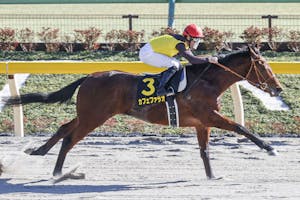 Luxor Cafe is a full brother to Japanese champion Cafe Pharoah (pictured), who won the 2020 Hyacinth S.