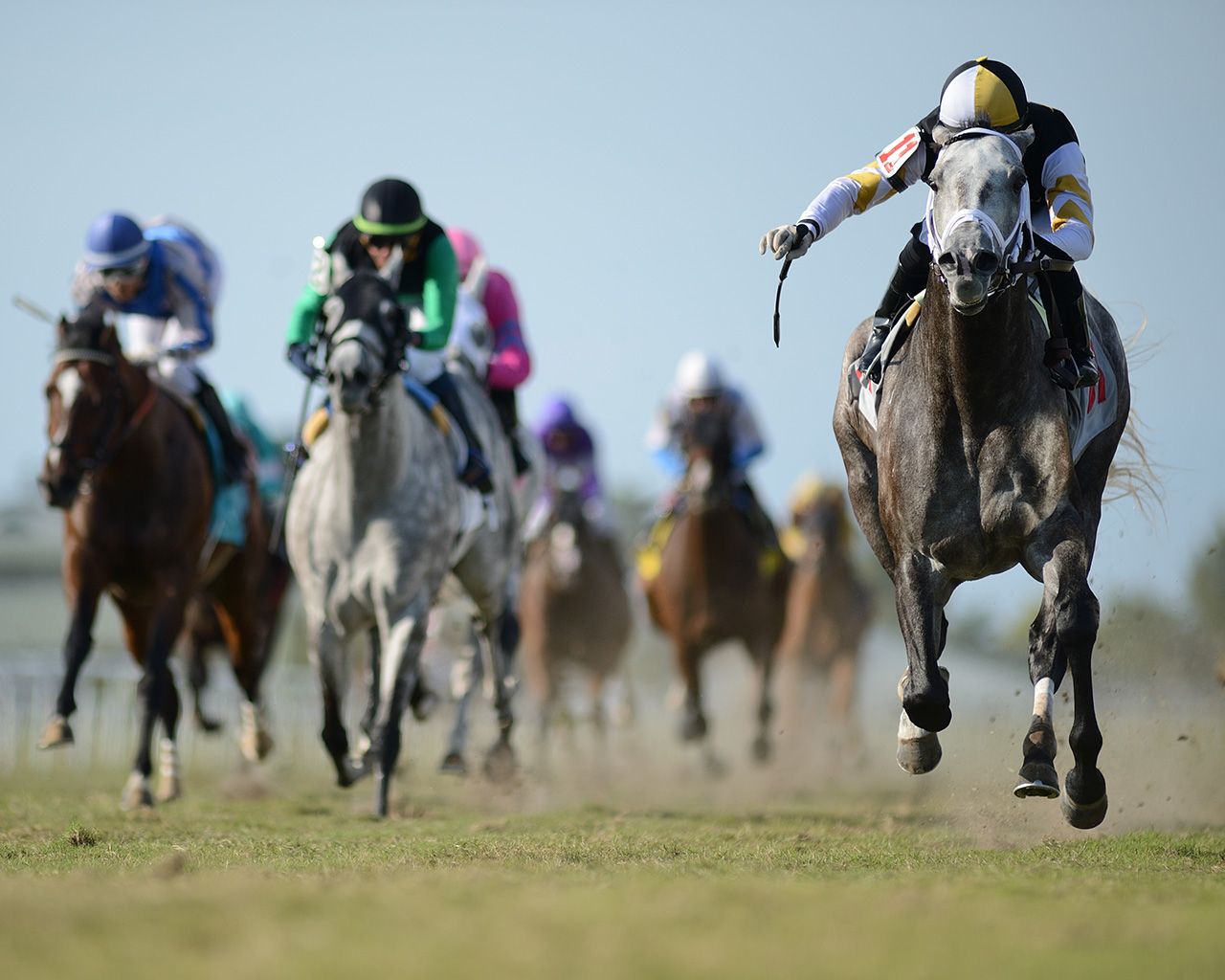The Science of Horse Racing Coat of Many Colors TwinSpires