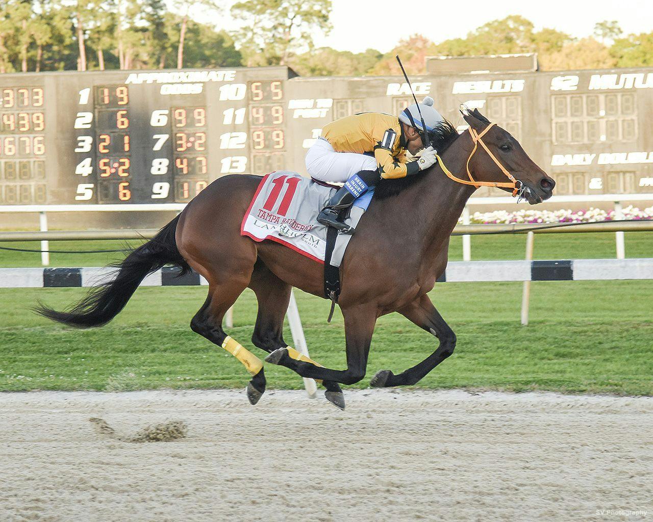 Kentucky Derby Pedigree Profile King Guillermo TwinSpires