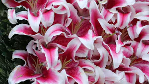 Lillies garland of flowers kentucky oaks