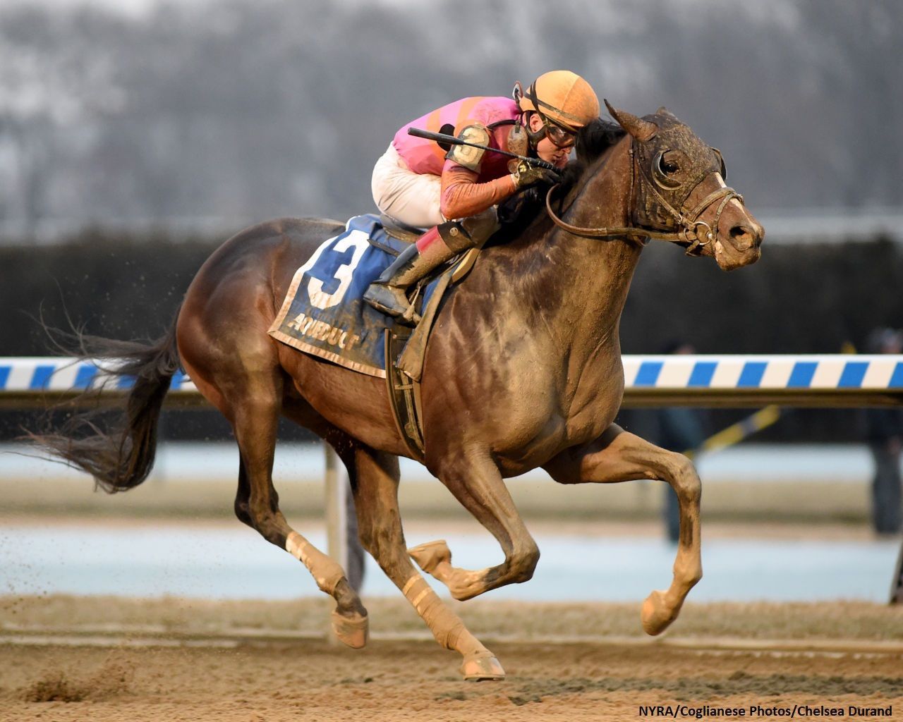 Kentucky Derby Pedigree Profile: Max Player | TwinSpires