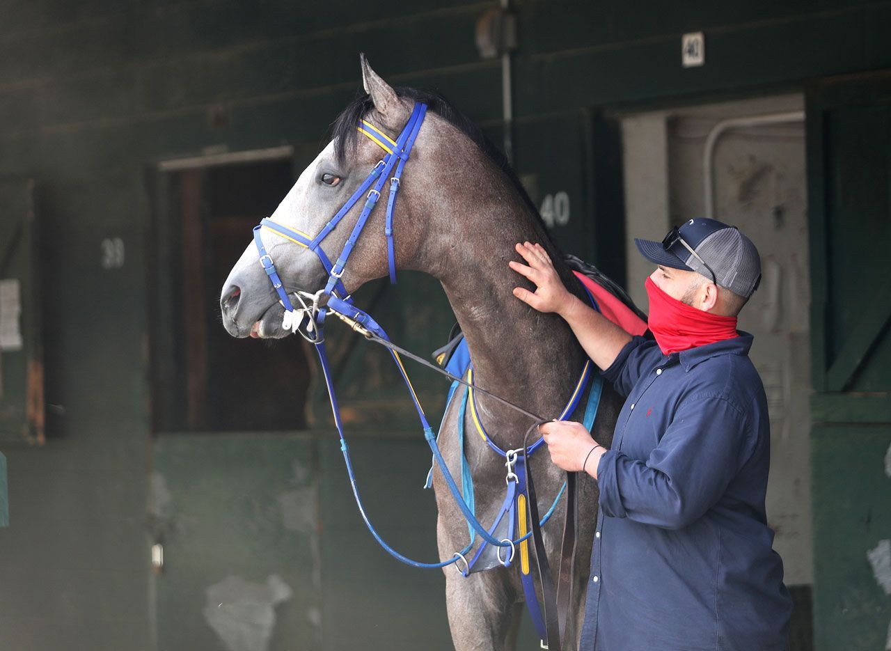 Kentucky Derby Pedigree Profile: Ny Traffic | TwinSpires