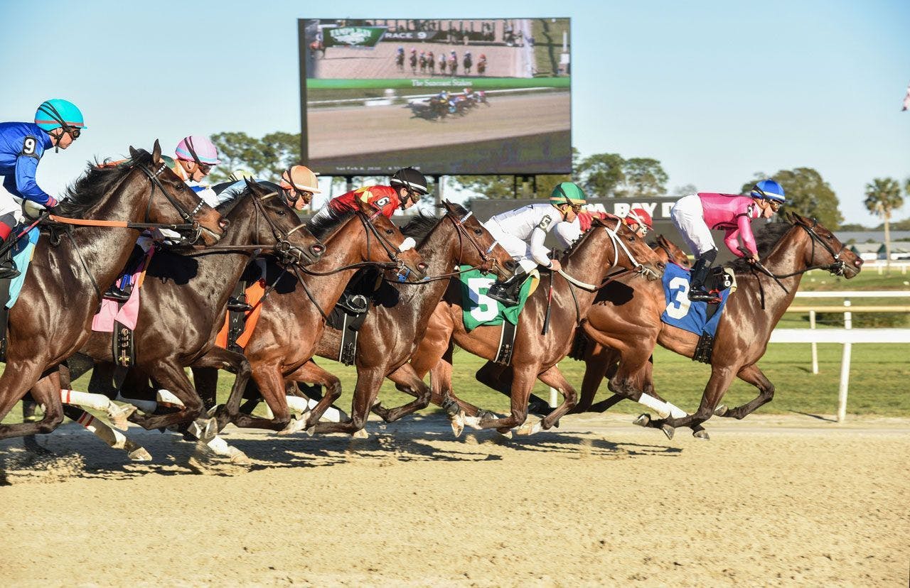 Tampa Bay Derby fair odds: What is right price for Tapit Trice?