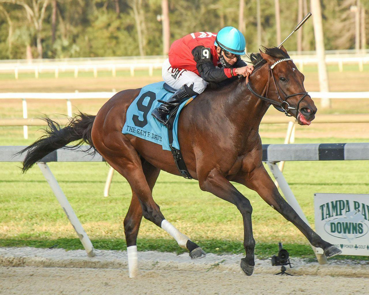 The Tampa Bay Derby Tipsheet TwinSpires