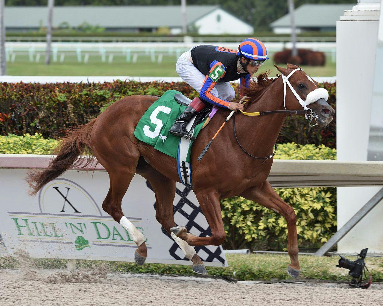 The Fountain of Youth Stakes Tipsheet TwinSpires